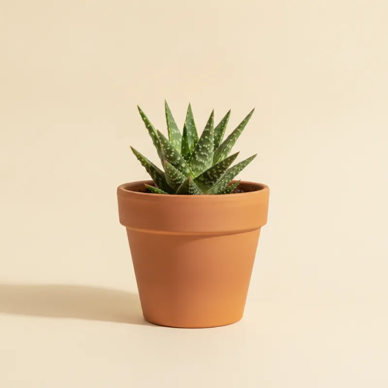 Aloë — Aloe variegata (illustratie)