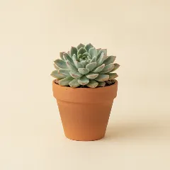 Echeveria