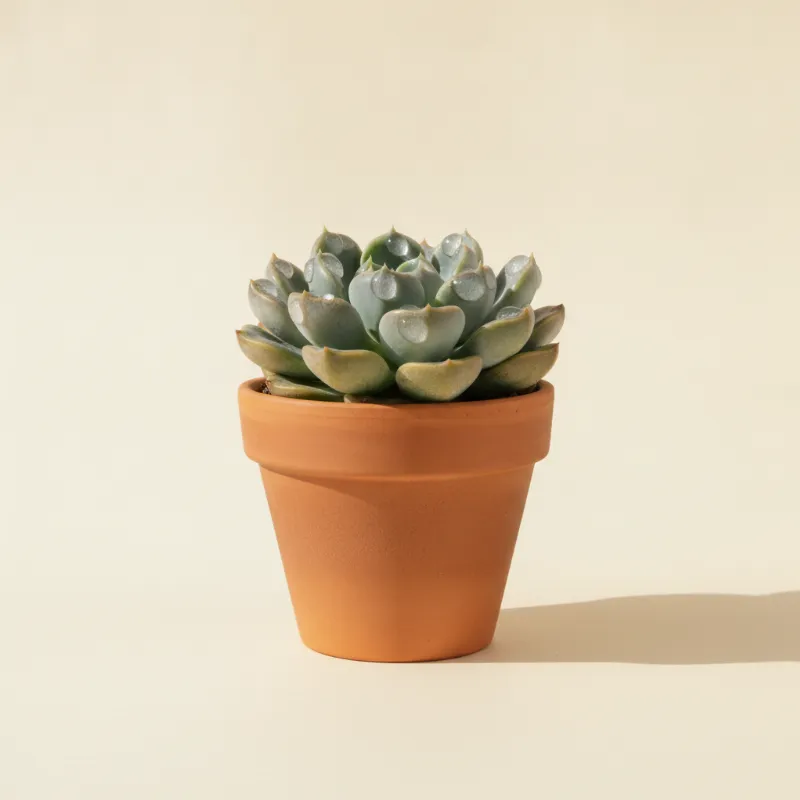 Echeveria — Echeveria 'Raindrops' (illustratie)