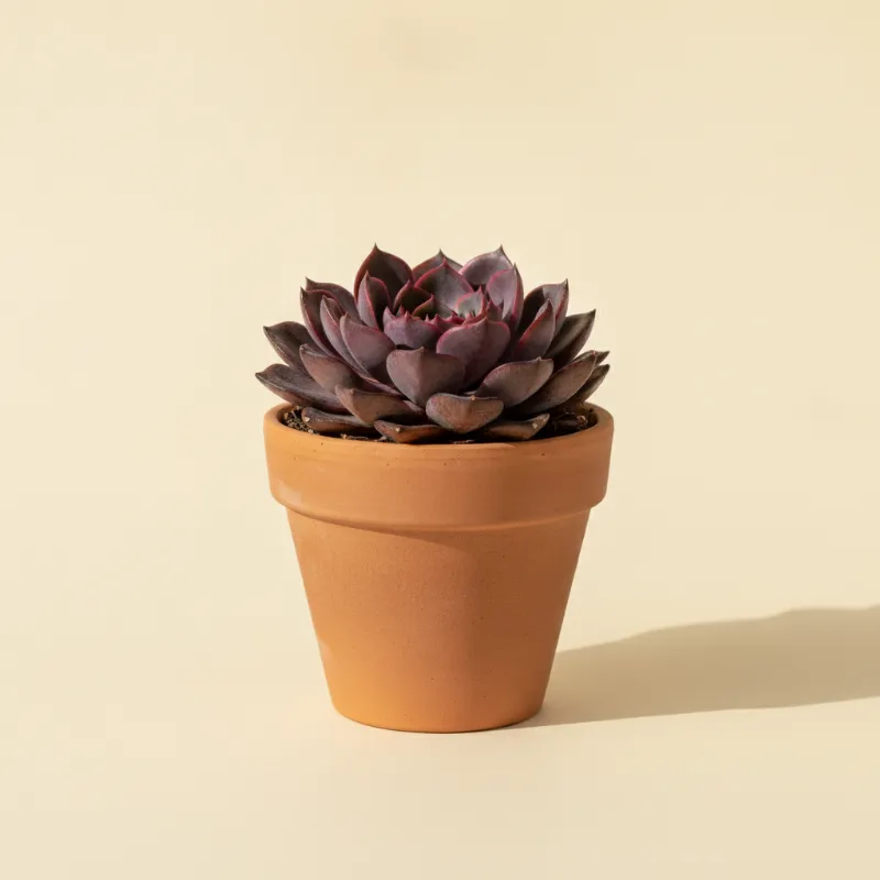 Echeveria — Echeveria 'Romeo' (illustratie)
