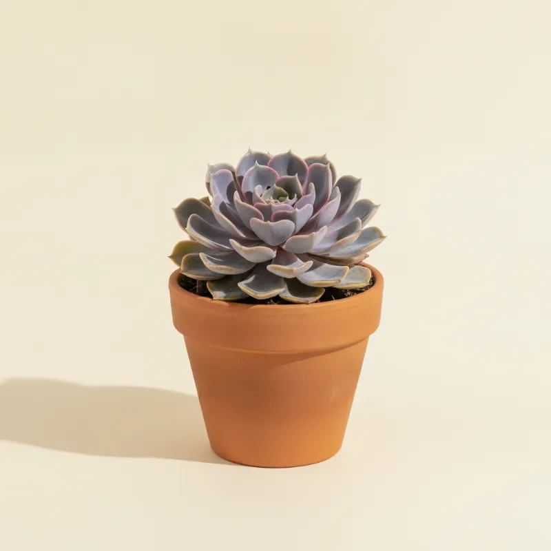 Echeveria — Echeveria 'Violet Queen' (illustratie)