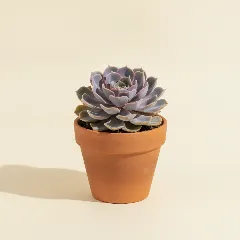 Echeveria