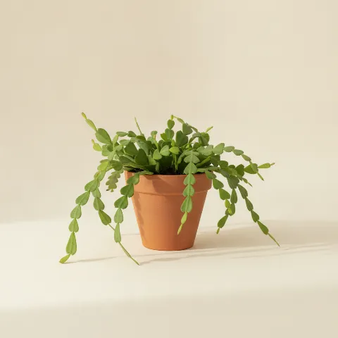 Bladcactus