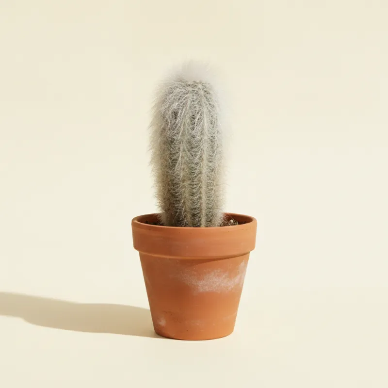 Espostoa lanata (illustratie)