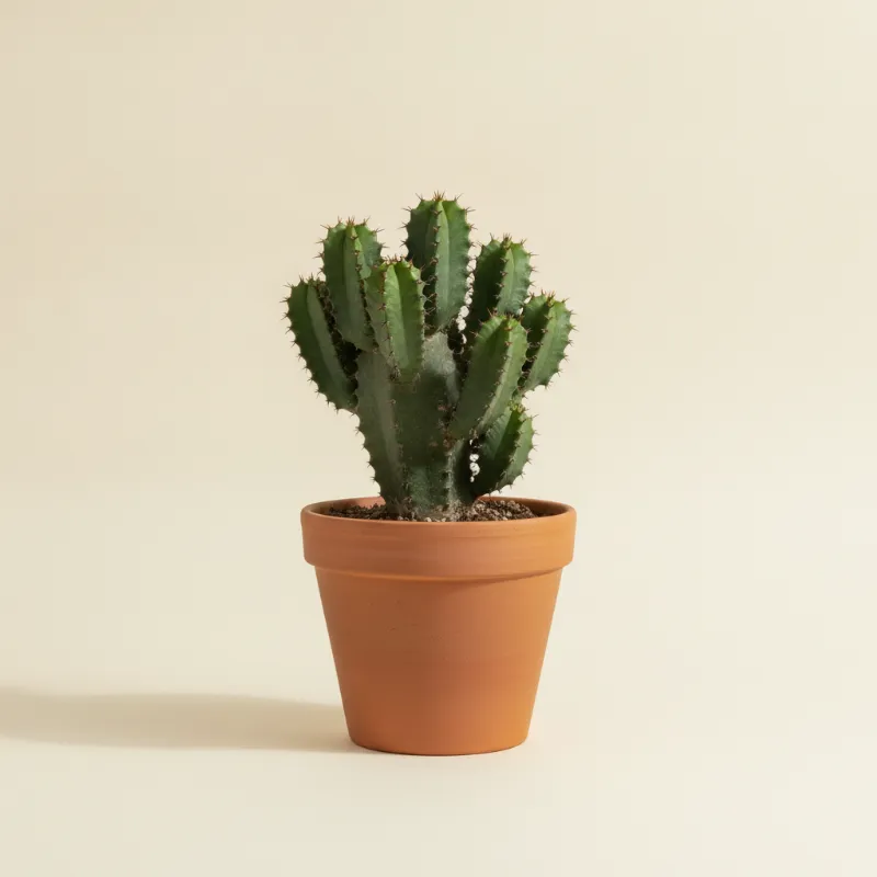 Wolfsmelk — Euphorbia canariensis (illustratie)