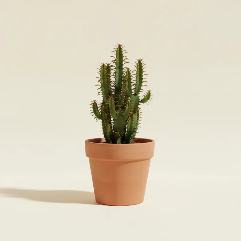 Wolfsmelk — Euphorbia erythrea (illustratie)