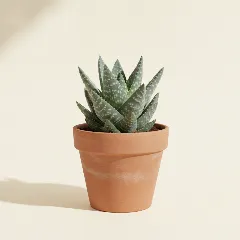 Aloë