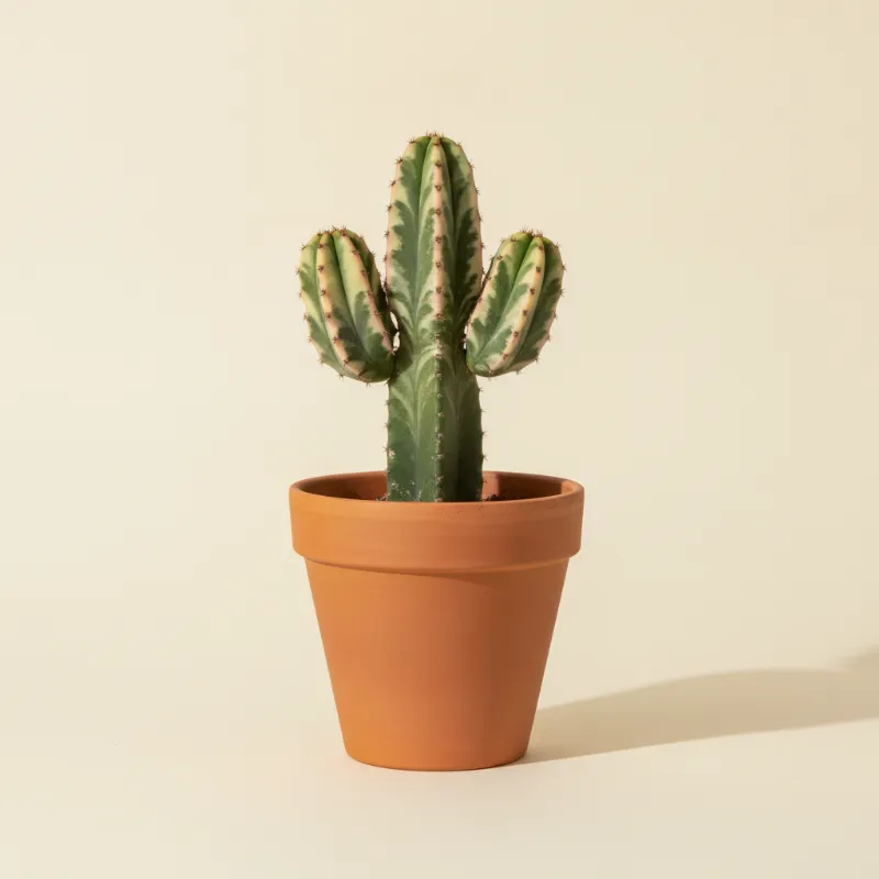 Wolfsmelk — Euphorbia erythrea 'Variegata' (illustratie)