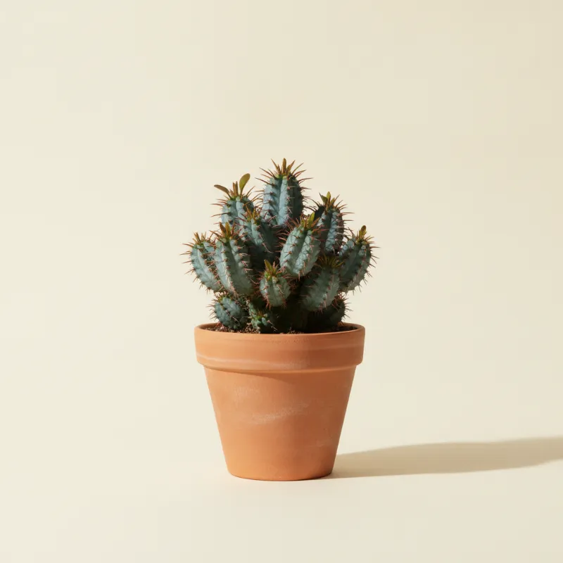 Wolfsmelk — Euphorbia horrida (illustratie)