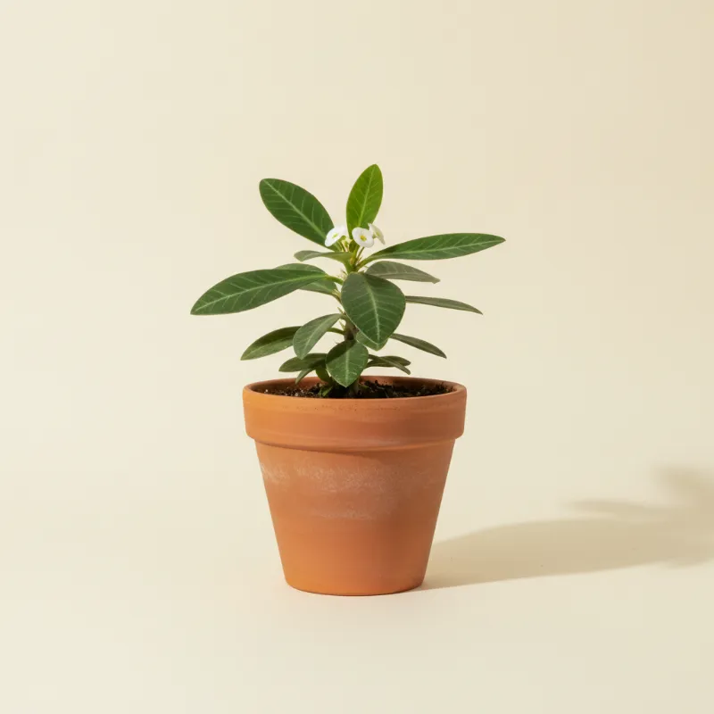 Wolfsmelk — Euphorbia leuconeura (illustratie)