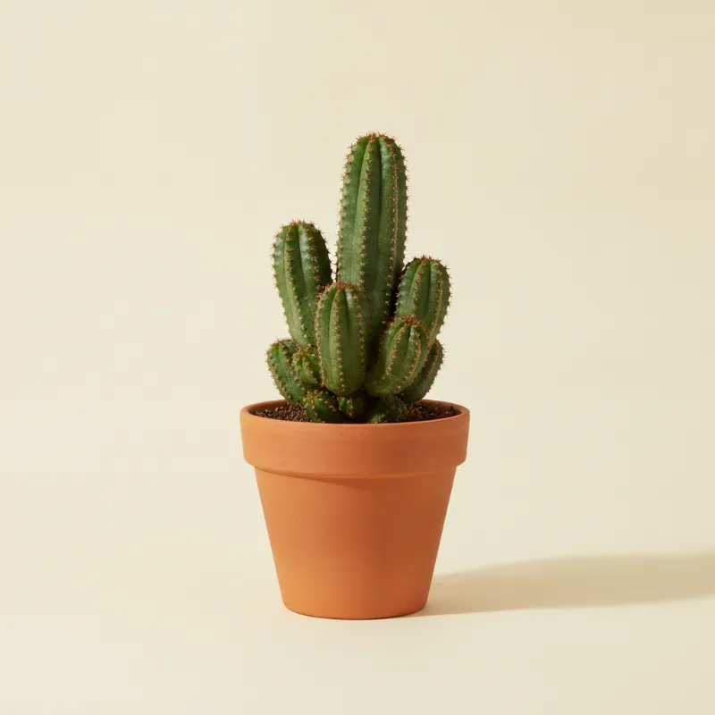 Wolfsmelk — Euphorbia mammillaris (illustratie)