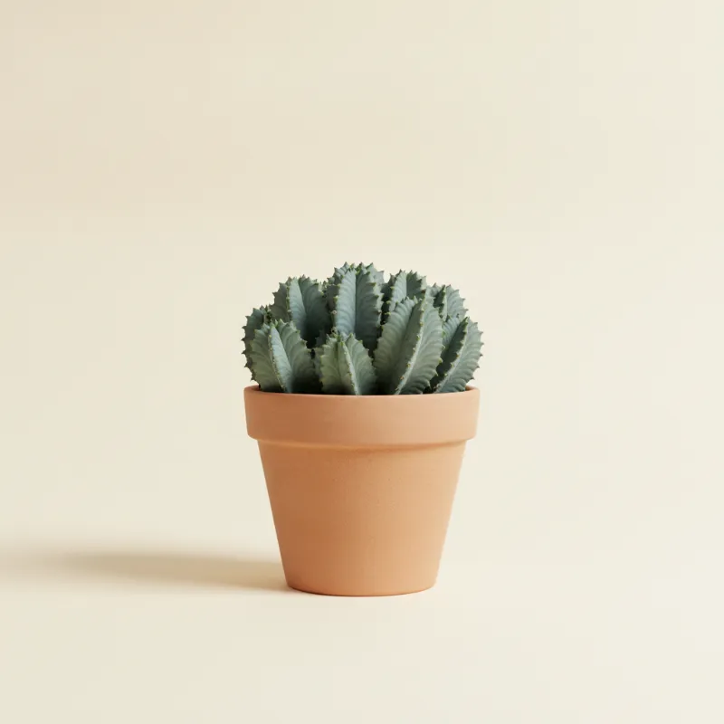 Wolfsmelk — Euphorbia resinifera (illustratie)