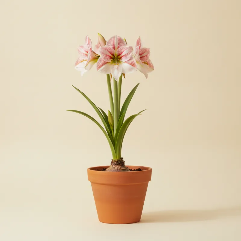 Amaryllis — Amaryllis 'Apple Blossom' (illustratie)