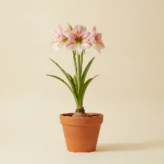 Amaryllis