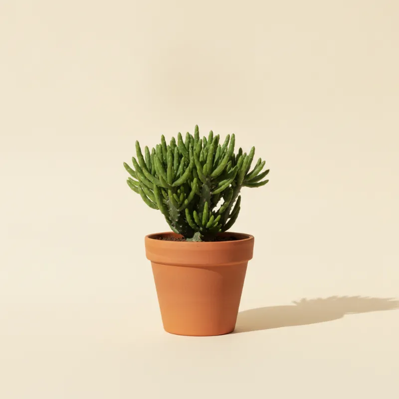 Wolfsmelk — Euphorbia tirucalli (illustratie)