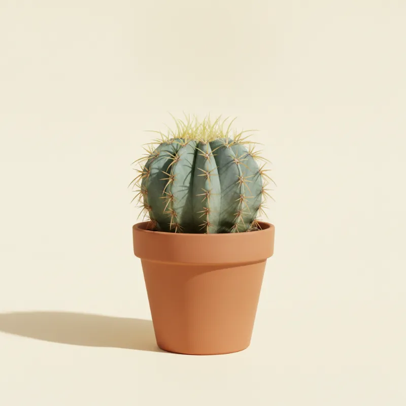 Ferocactus glaucescens (illustratie)