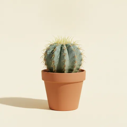 Ferocactus glaucescens