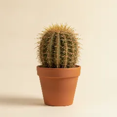 Ferocactus histrix