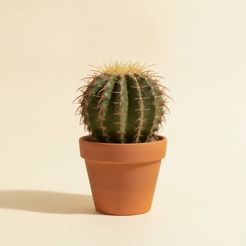 Ferocactus latispinus (illustratie)