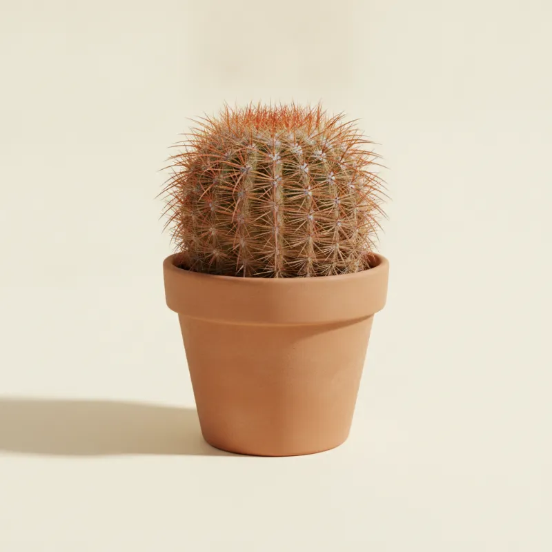 Ferocactus pilosus (illustratie)