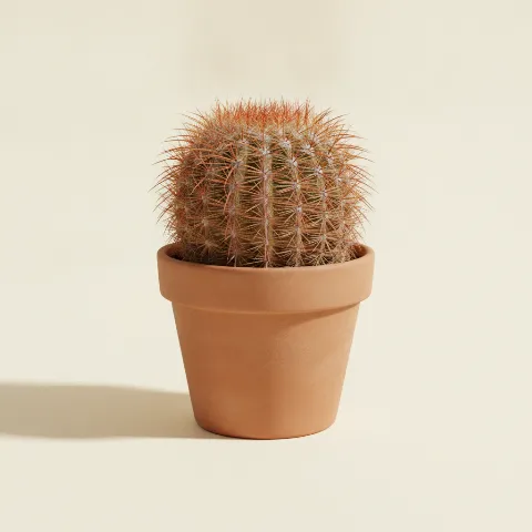 Ferocactus pilosus