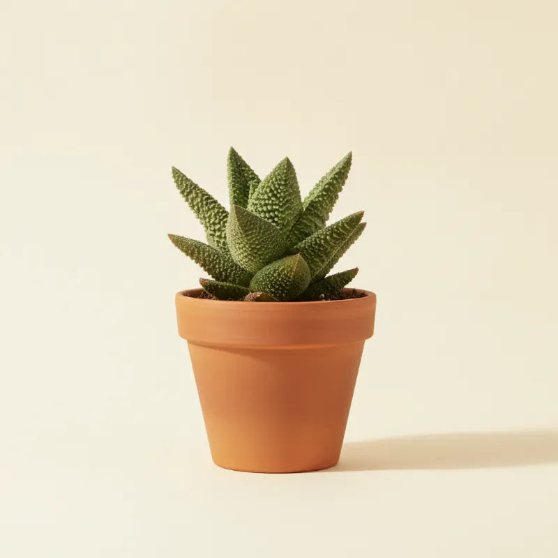 Gasteria batesiana (illustratie)