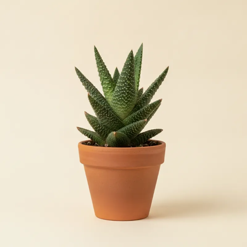 Gasteria carinata (illustratie)