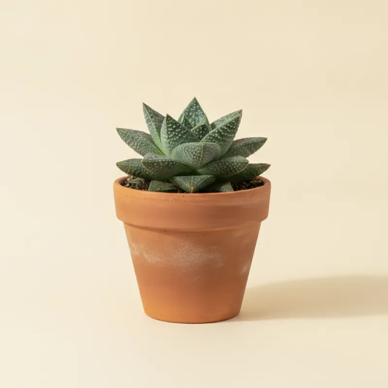 Gasteria glomerata (illustratie)