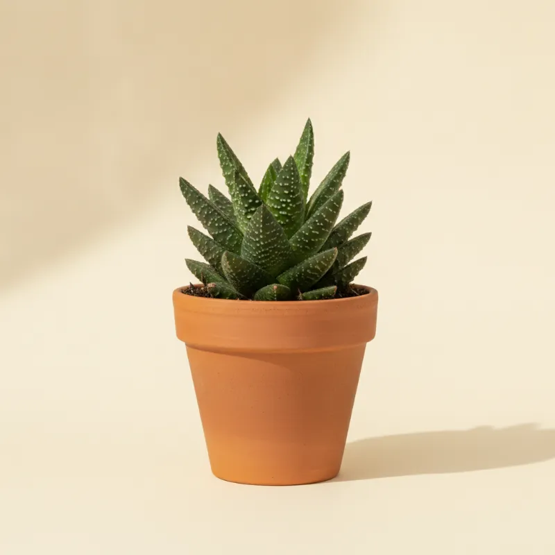 Gasteria liliputana (illustratie)