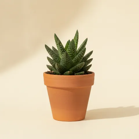 Gasteria liliputana