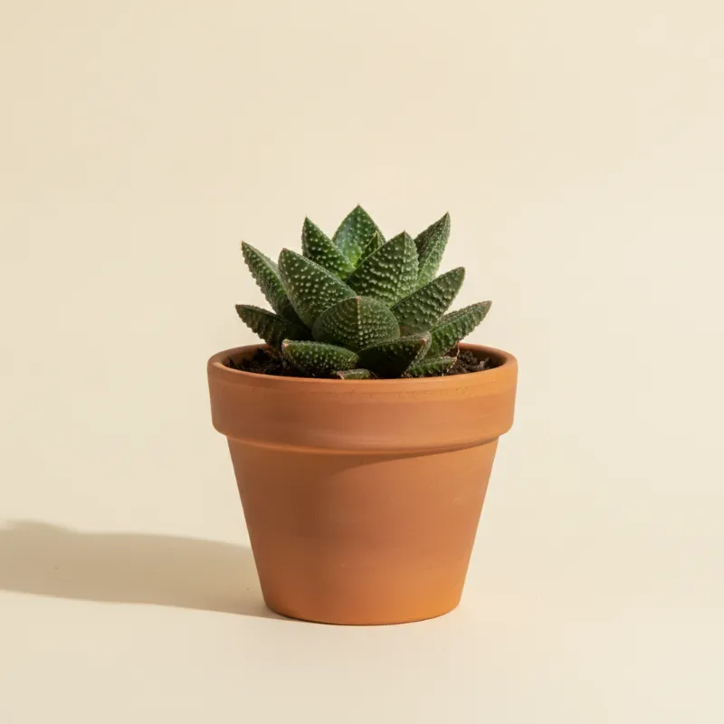Gasteria verrucosa (illustratie)