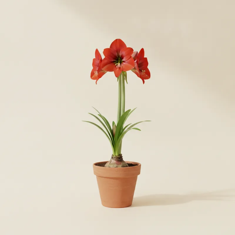 Amaryllis — Amaryllis 'Red Lion' (illustratie)