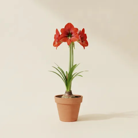 Amaryllis — Amaryllis 'Red Lion' (illustratie)