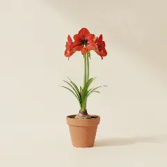Amaryllis