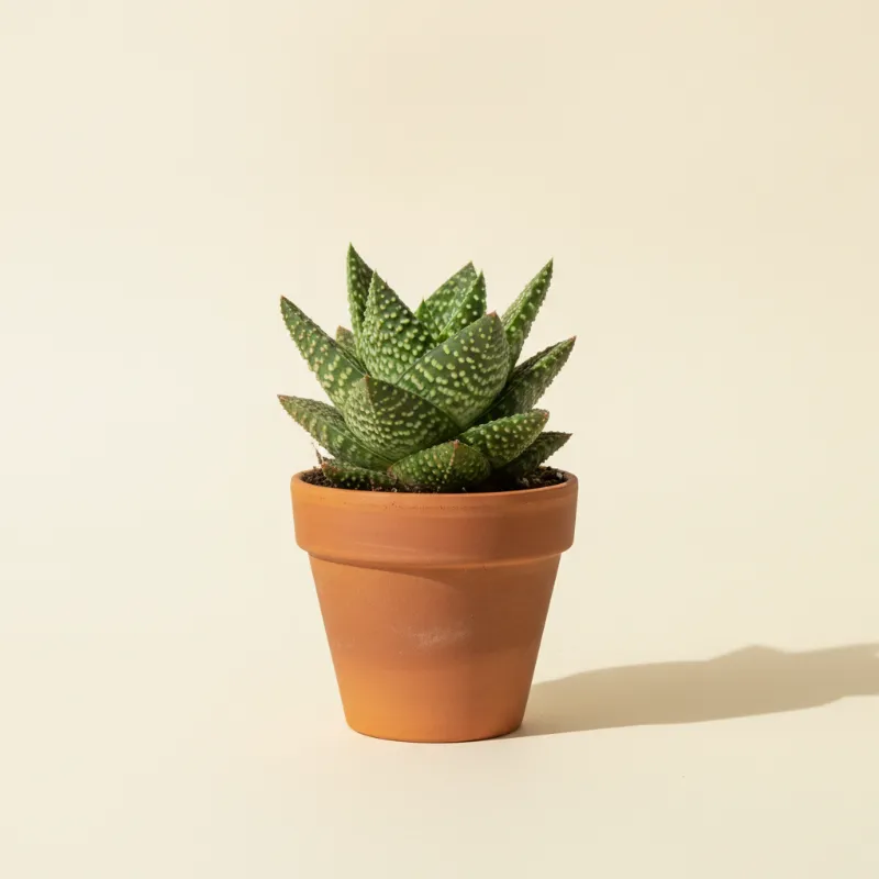 Gasteria 'Little Warty' (illustratie)