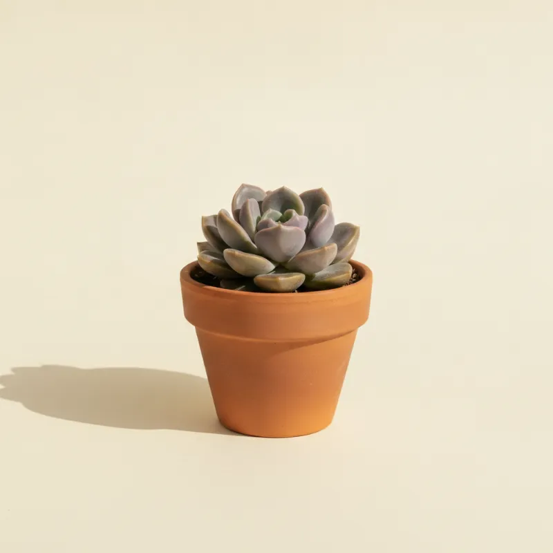 Graptopetalum amethystinum (illustratie)