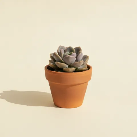 Graptopetalum amethystinum