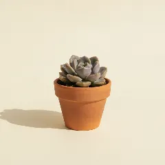 Graptopetalum amethystinum