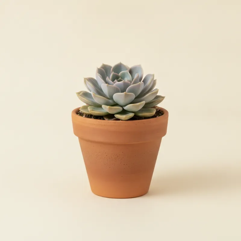 Graptopetalum paraguayense (illustratie)
