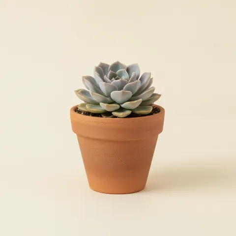 Graptopetalum paraguayense