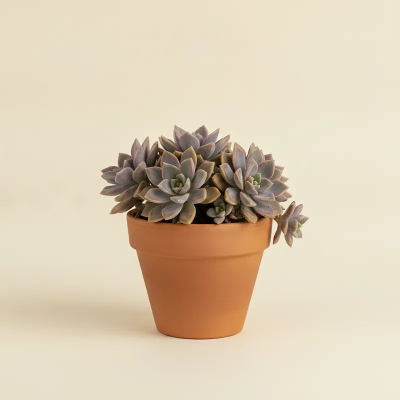 Graptosedum 'Francesco Baldi' (illustratie)