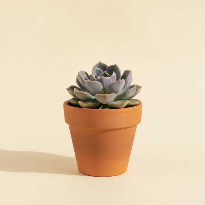 Graptoveria 'Debbie' (illustratie)