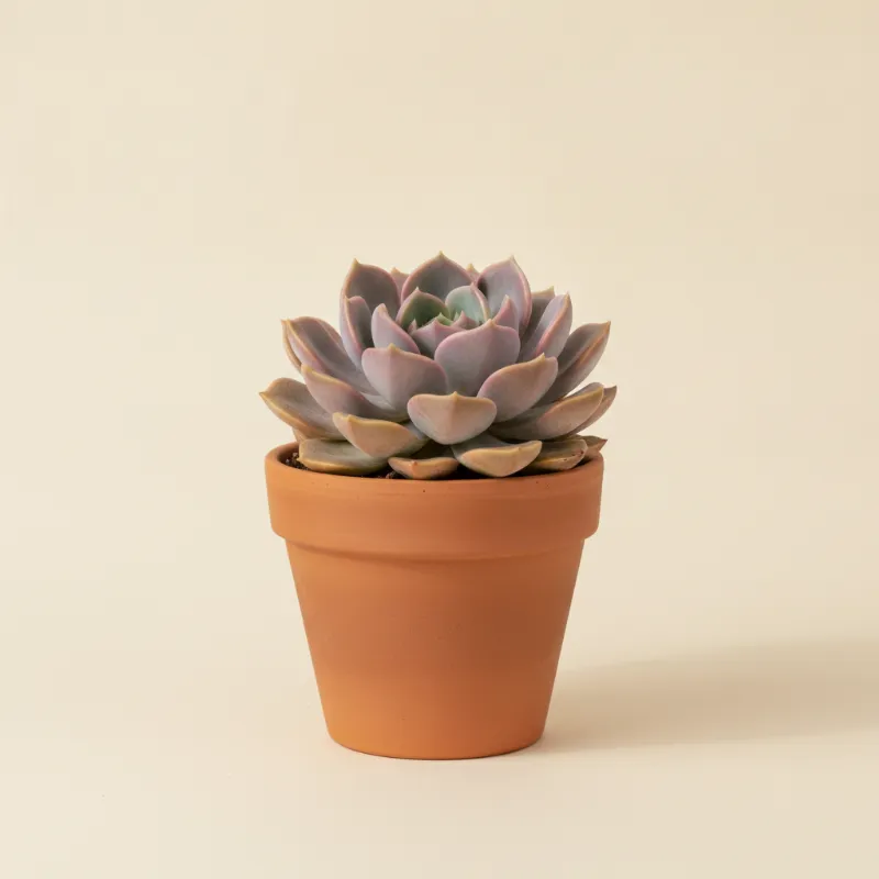 Graptoveria 'Fred Ives' (illustratie)
