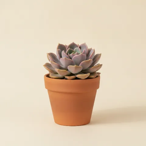 Graptoveria 'Fred Ives'