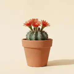 Gymnocalycium baldianum