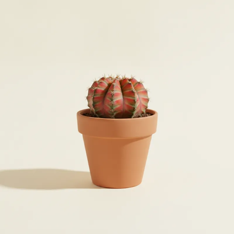 Gymnocalycium mihanovichii (illustratie)