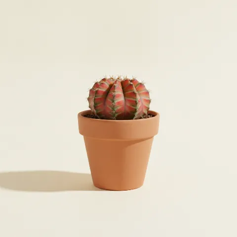 Gymnocalycium mihanovichii