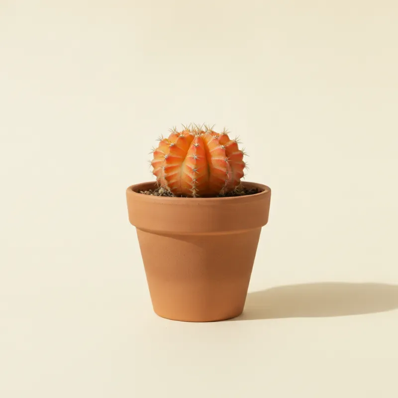 Gymnocalycium mihanovichii 'Hibotan' (illustratie)