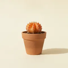 Gymnocalycium mihanovichii 'Hibotan'