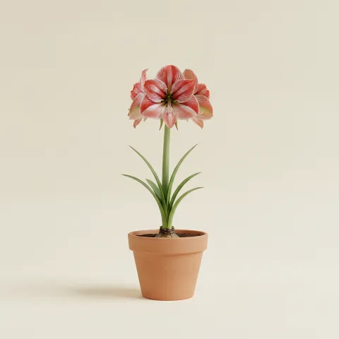 Amaryllis — Amaryllis 'Minerva' (illustratie)
